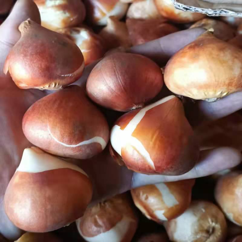 水培郁金香四季开花盆栽花卉植物客厅绿植花卉大全养不死