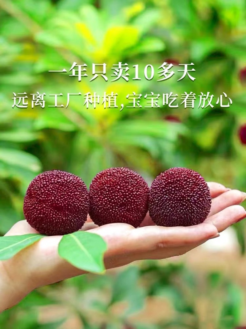 浙江仙居杨梅6斤装现摘现发