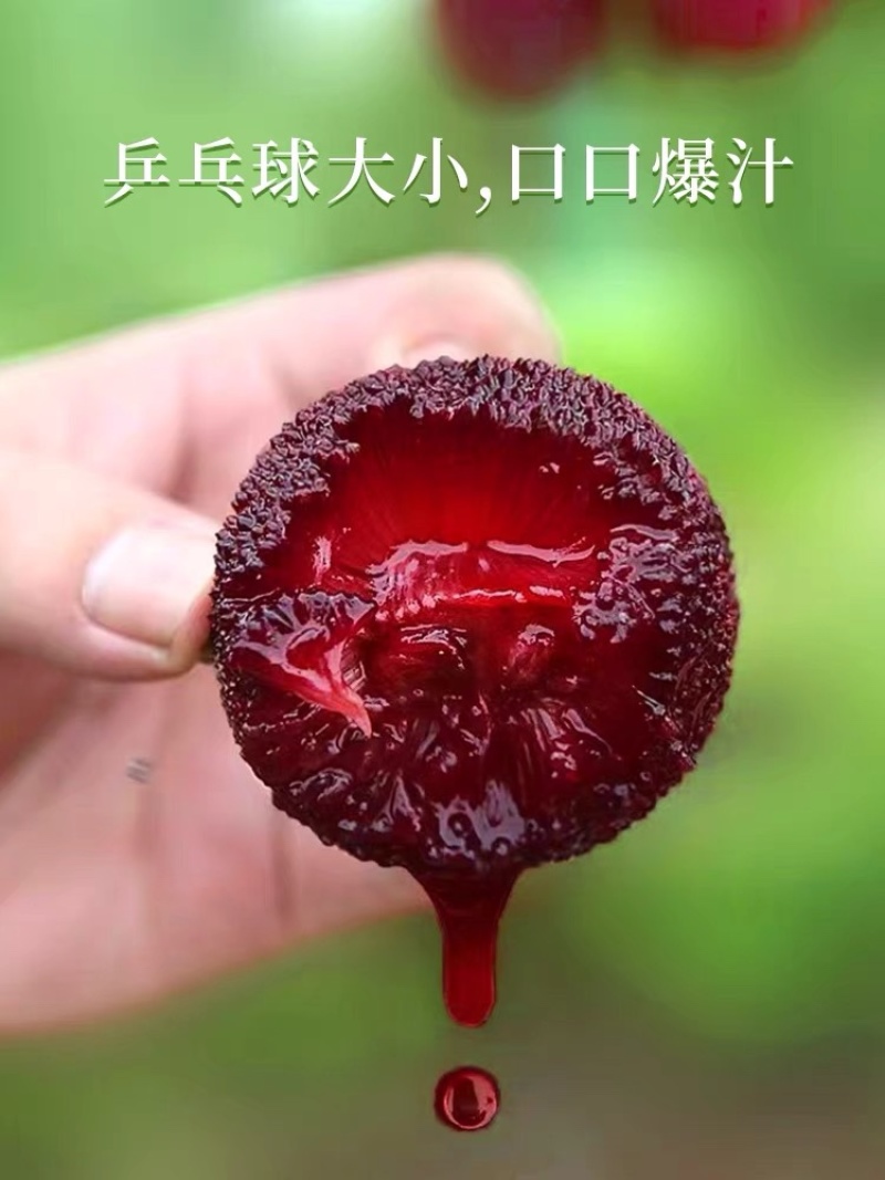 浙江仙居杨梅6斤装现摘现发