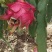 火龙果，大红，金都都有，红肉火龙果。。。。