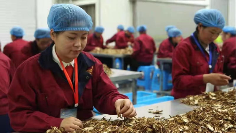 当归中药材批发，一手货源量大从优品质保证