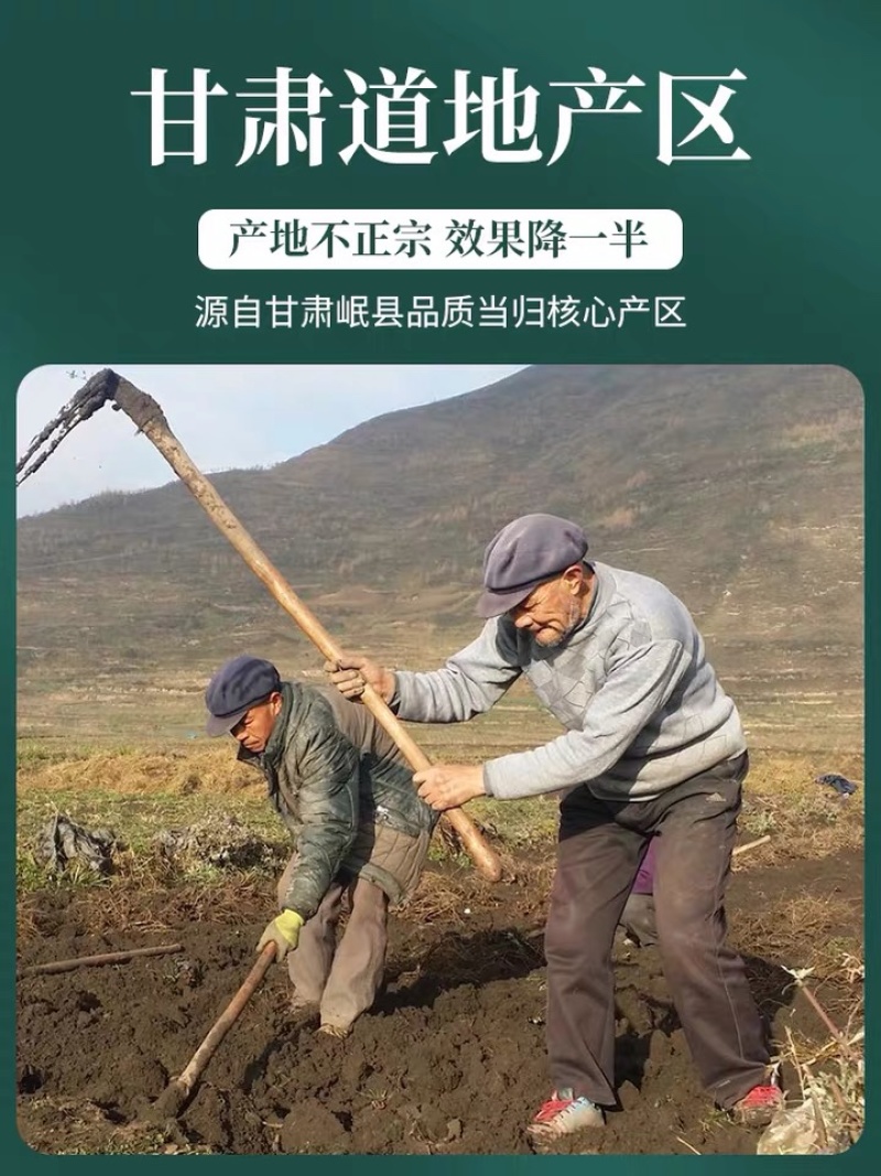 当归中药材批发，一手货源量大从优品质保证