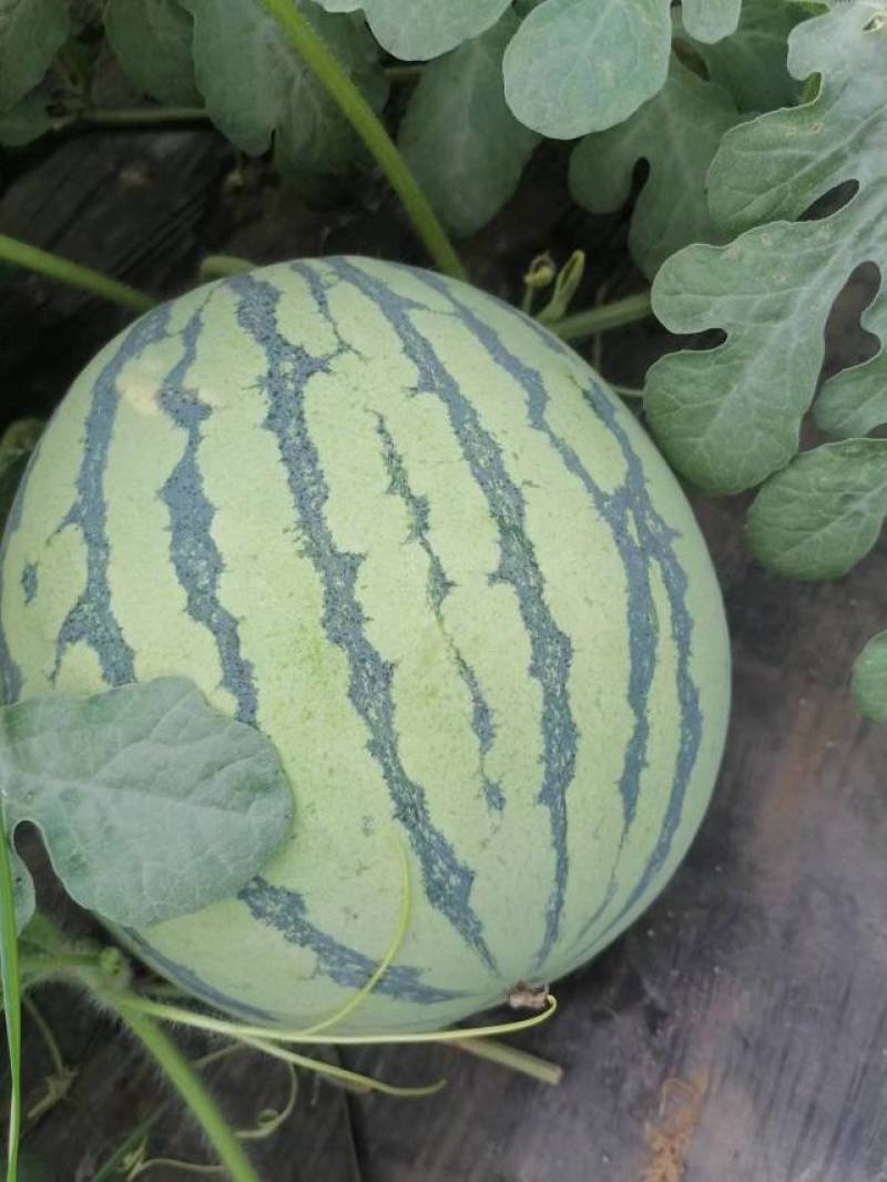湖北宜昌本地露天麒麟西瓜8424大量上市中