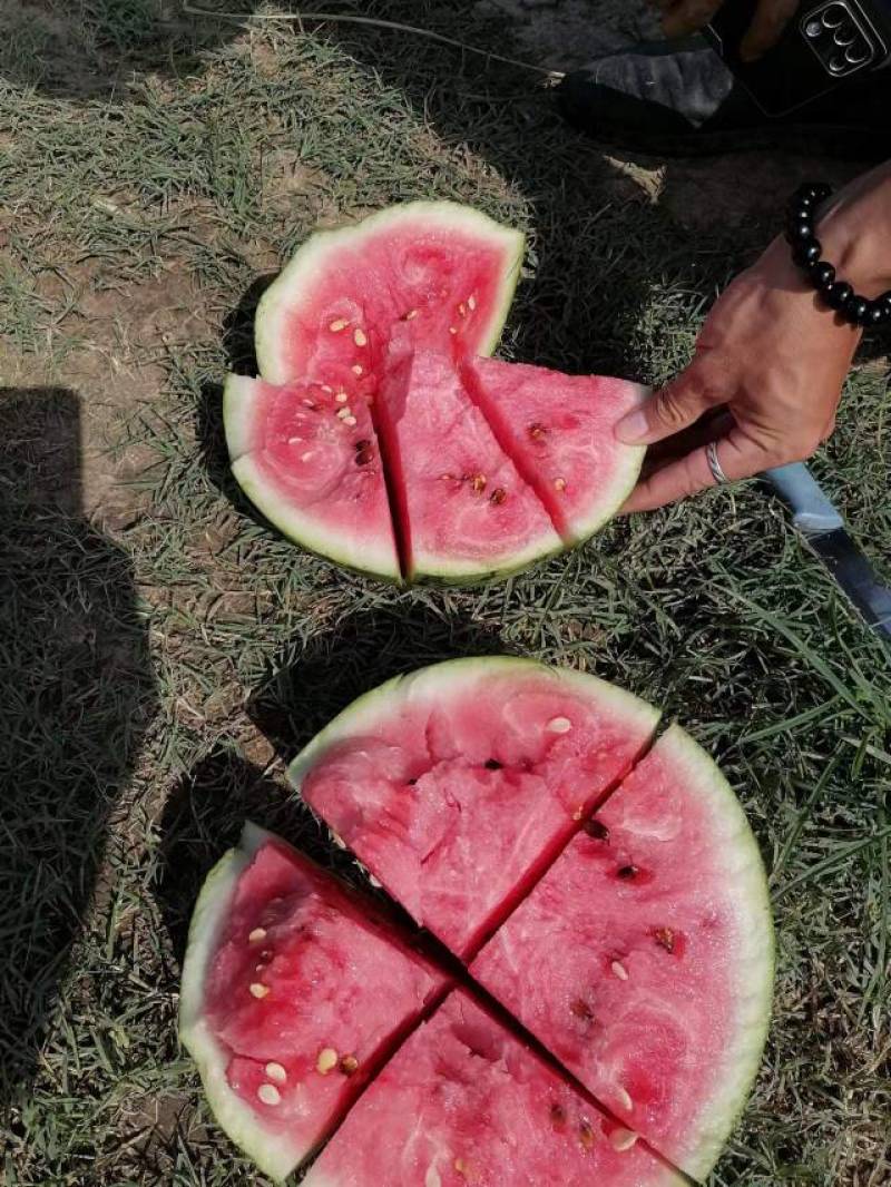 湖北宜昌本地露天麒麟西瓜8424大量上市中