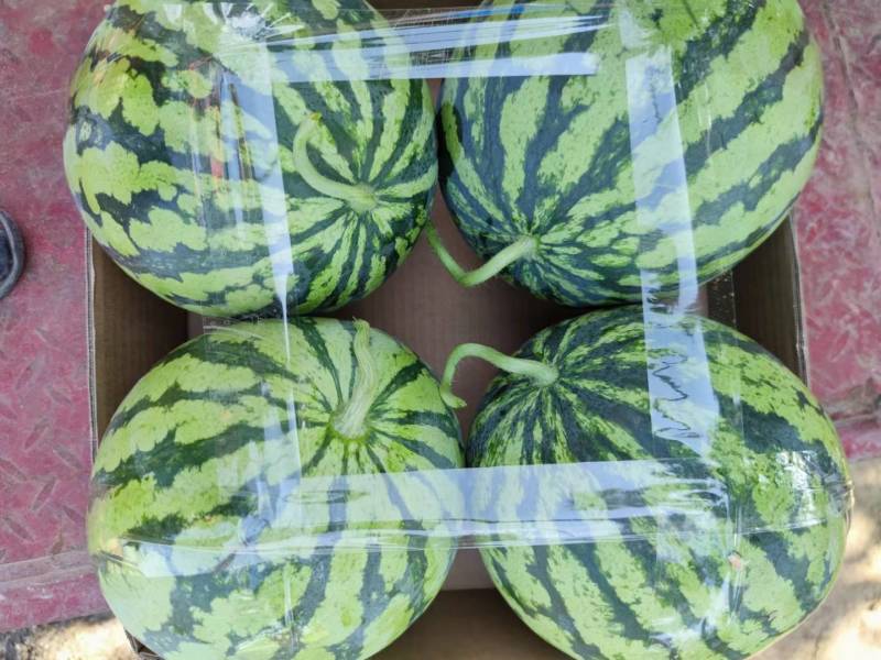 湖北宜昌本地露天麒麟西瓜8424大量上市中