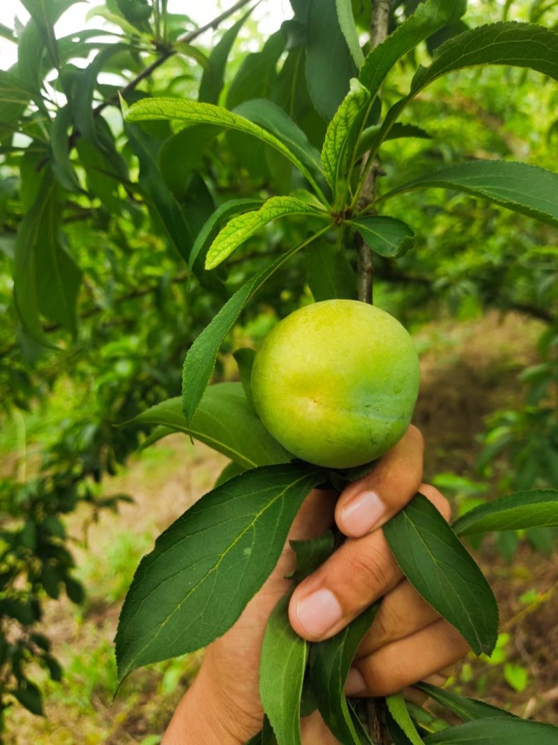 蜂糖李