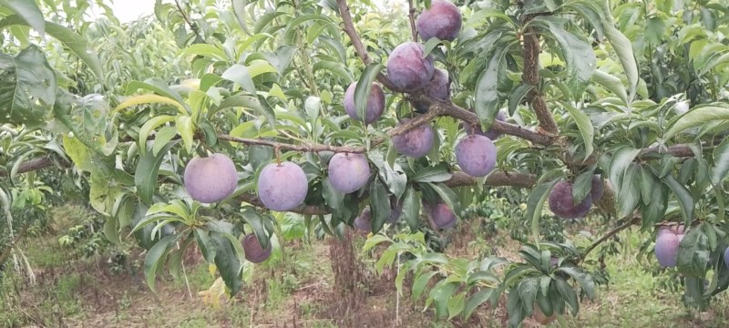 蜂糖李