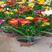 香雪兰种球重瓣带芽发盆栽室外四季都可种植浓香型盆栽阳台盆