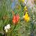 香雪兰种球重瓣带芽发盆栽室外四季都可种植浓香型盆栽阳台盆