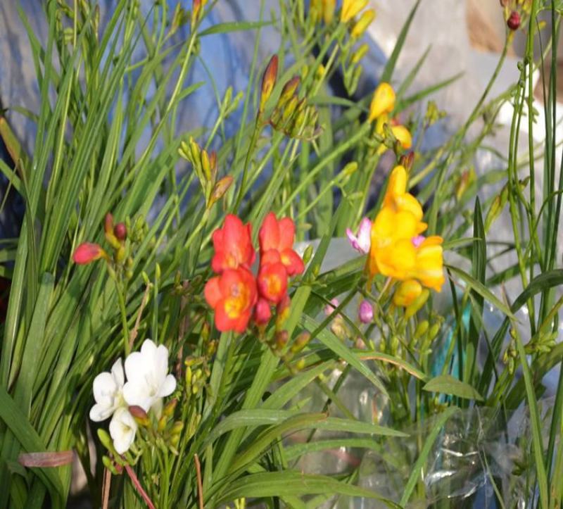香雪兰种球重瓣带芽发盆栽室外四季都可种植浓香型盆栽阳台盆