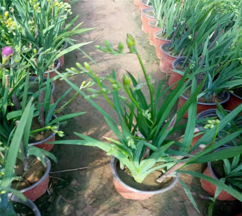 香雪兰种球重瓣带芽发盆栽室外四季都可种植浓香型盆栽阳台盆