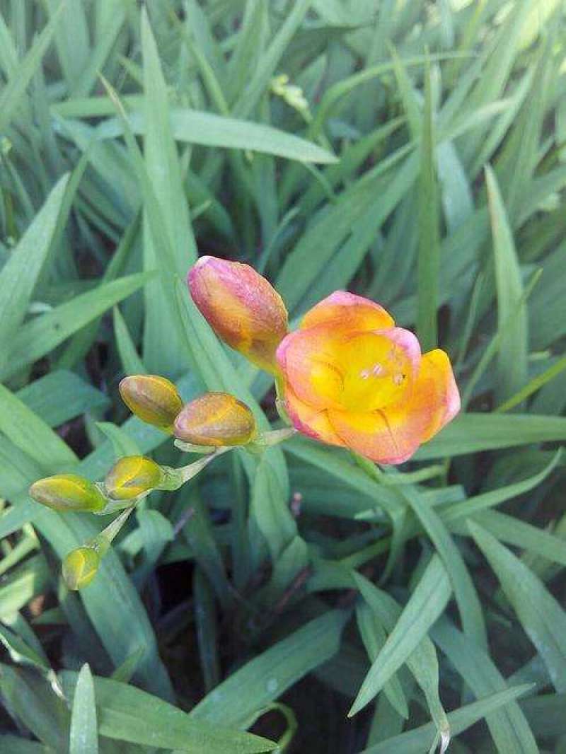 香雪兰种球重瓣带芽发盆栽室外四季都可种植浓香型盆栽阳台盆