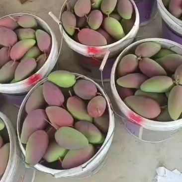 贵妃