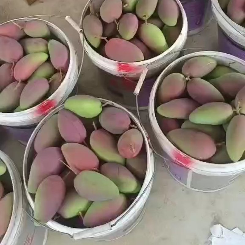 贵妃