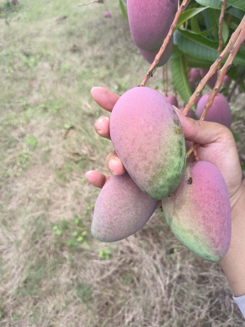 贵妃