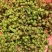青花椒大量上市对接商超、微商和平台，可按需分装，提供代发