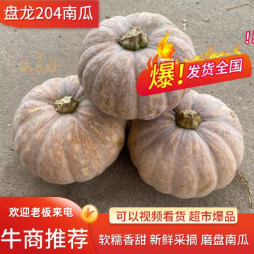 广西基地204小磨盘南瓜盘龙南瓜口感甜面火爆热卖中