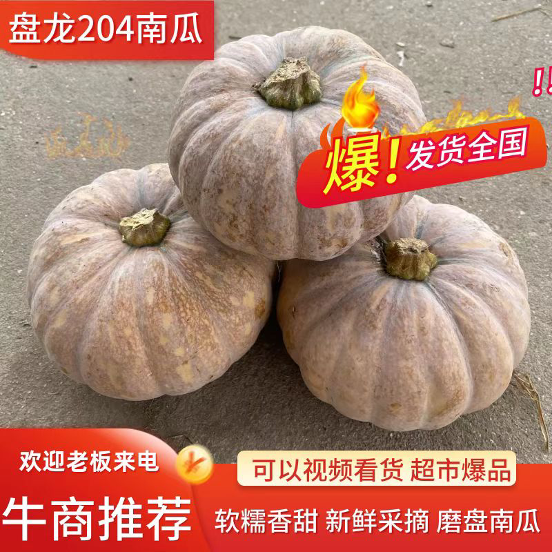 广西基地204小磨盘南瓜盘龙南瓜口感甜面火爆热卖中