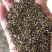 油菜籽厂家批发油菜籽下脚料量大从优质量保证次菜籽