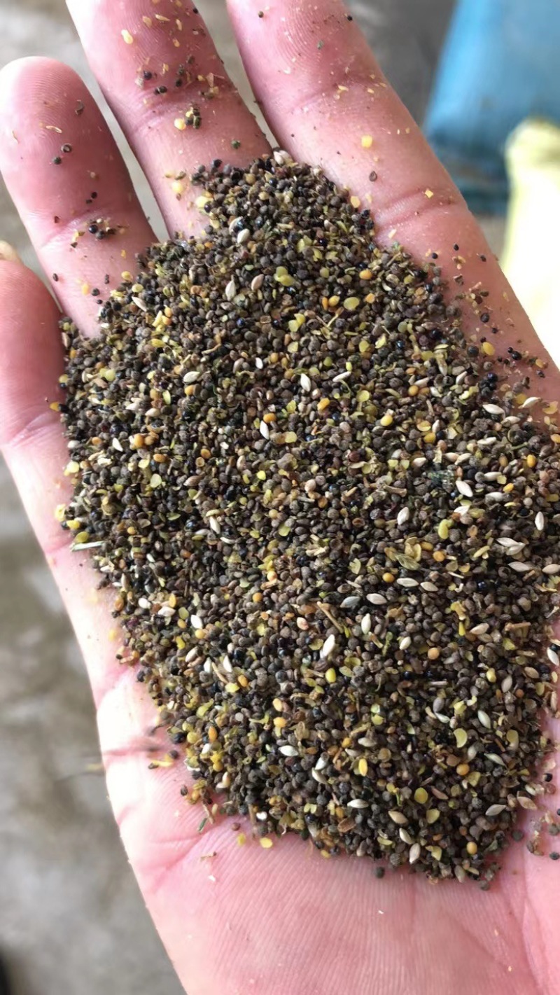 油菜籽厂家批发油菜籽下脚料量大从优质量保证次菜籽