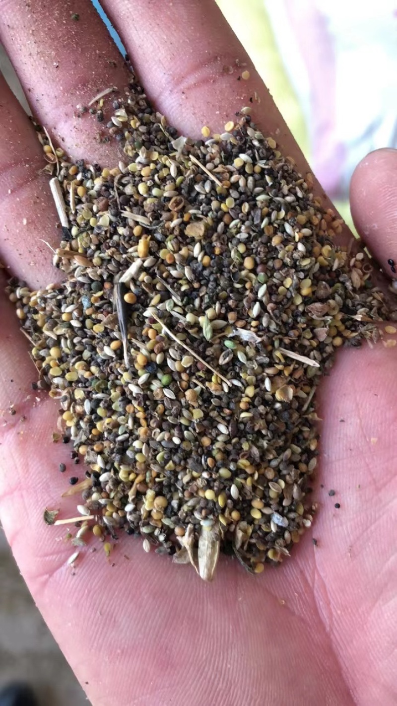 油菜籽厂家批发油菜籽下脚料量大从优质量保证次菜籽