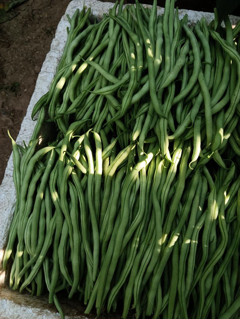 无筋豆，颜色好质量精品，价格低，田间地头直供