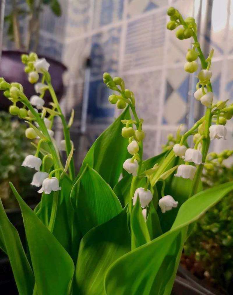 浓香型铃兰种球花苗盆栽花卉室内阳台庭院好养活懒人植物