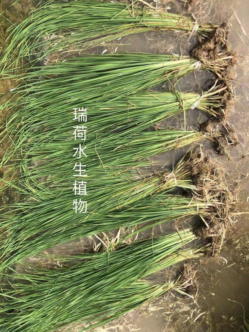 水烛白洋淀瑞荷水生植物基地直销保质保量