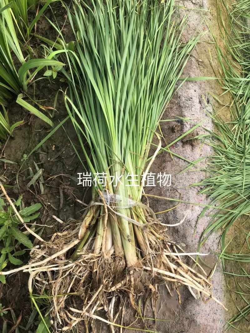 水烛白洋淀瑞荷水生植物基地直销保质保量
