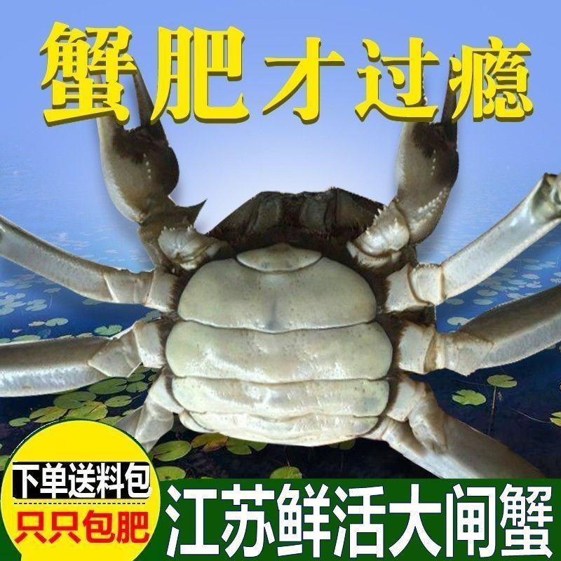 现货六月黄江苏兴化大闸蟹鲜活螃蟹河蟹一件代发