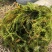 黑藻等各种沉水植物种植净化水质瑞荷水生