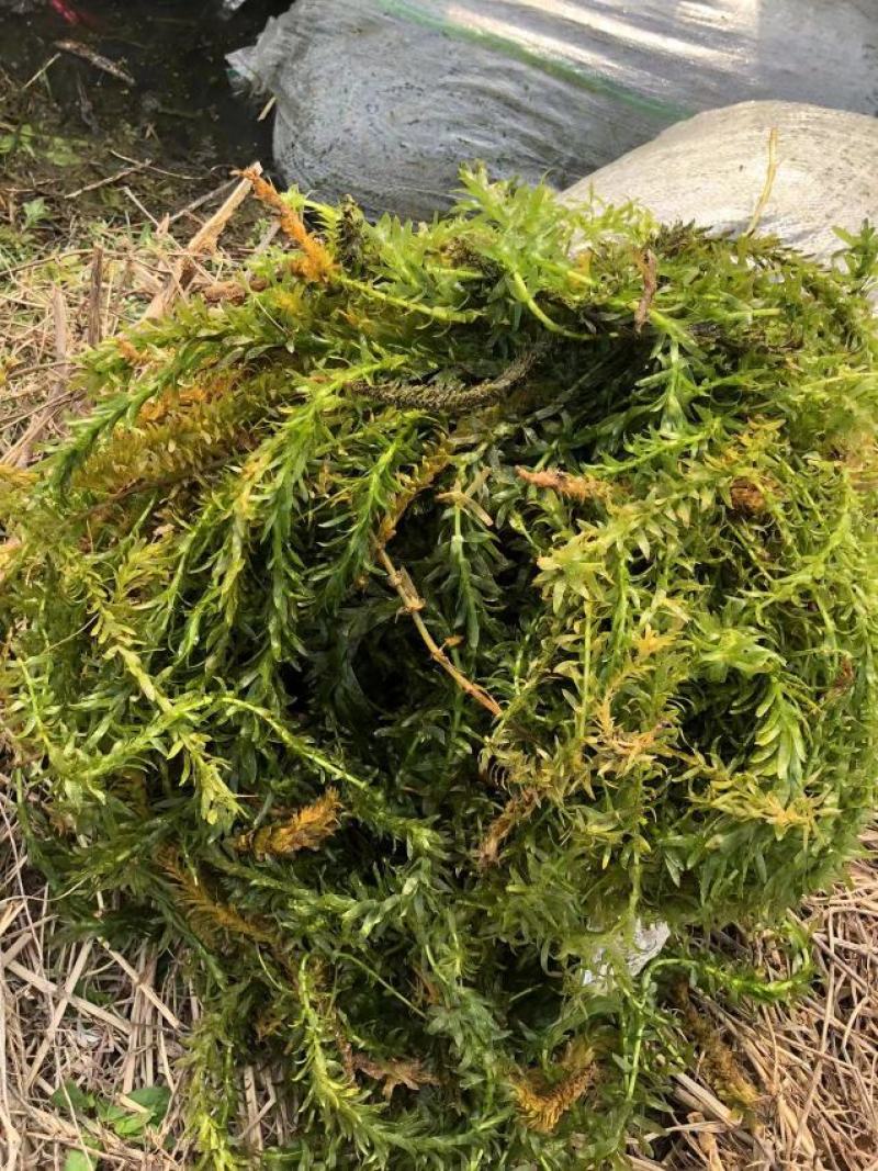 黑藻等各种沉水植物种植净化水质瑞荷水生