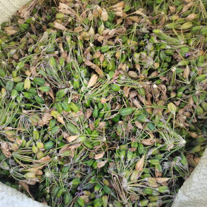 紫角花种子