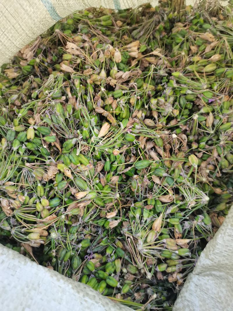 紫角花种子