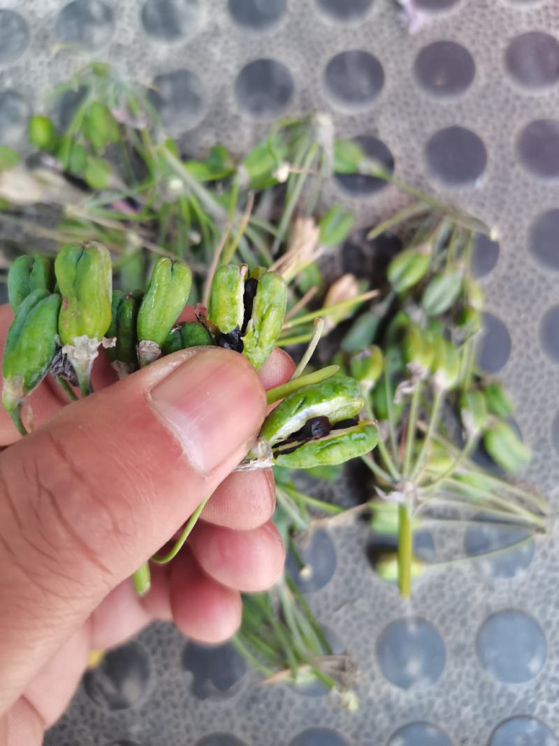 紫角花种子