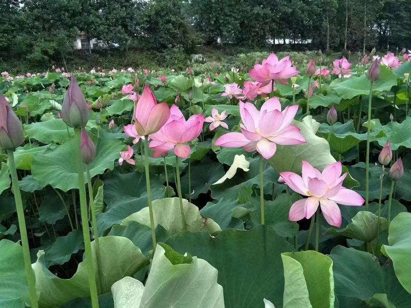 荷花苗荷花种子野生荷花苗深水耐寒品种瑞荷出品