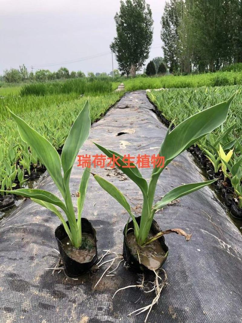 水生美人蕉美人蕉盆栽美人蕉白洋淀瑞荷水生植物