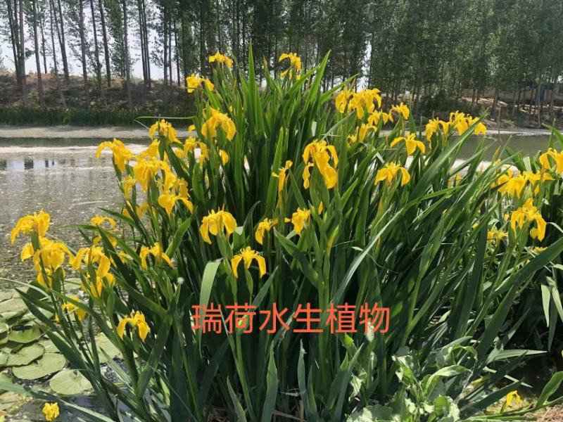 黄菖蒲水生鸢尾盆栽黄菖蒲绿化专用签合同保成活