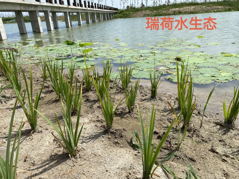 黄菖蒲水生鸢尾盆栽黄菖蒲绿化专用签合同保成活