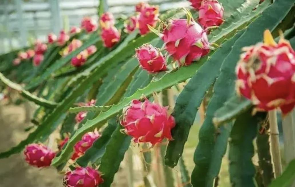 火龙果种植园航拍图