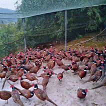 山鸡七彩山鸡野鸡雉鸡