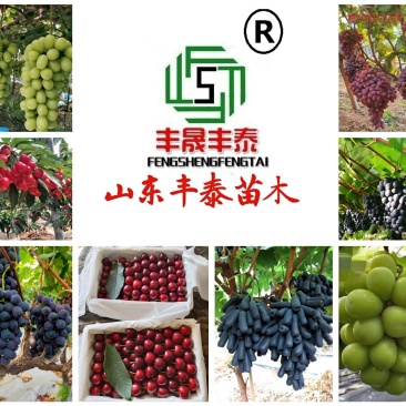 摩尔多瓦葡萄苗《让农户放心种植》质壮苗纯成活率高