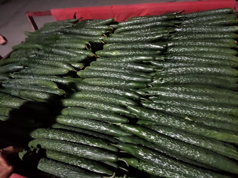 云南精品青瓜顶花带刺带粉有需要的老板可以到产地考察