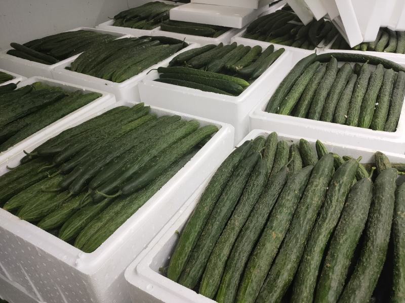 云南精品青瓜顶花带刺带粉有需要的老板可以到产地考察