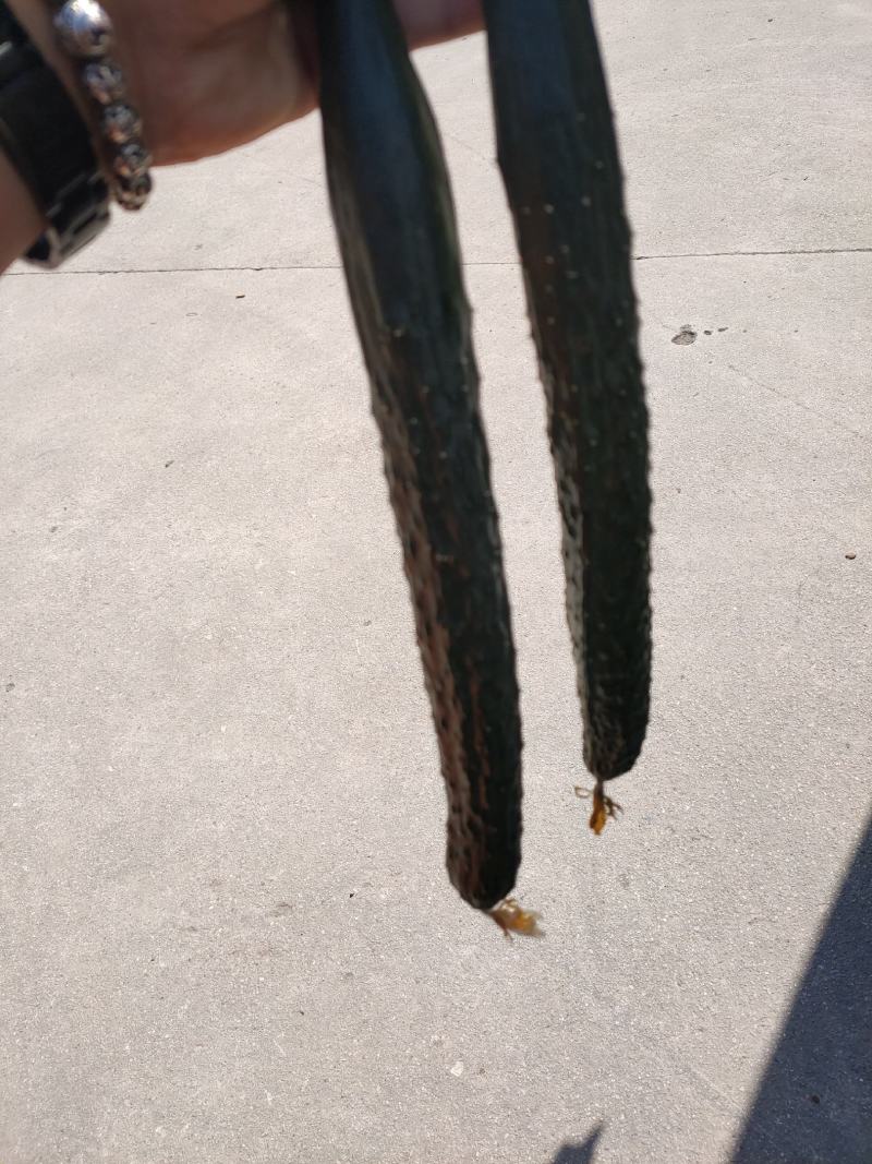 云南精品青瓜顶花带刺带粉有需要的老板可以到产地考察