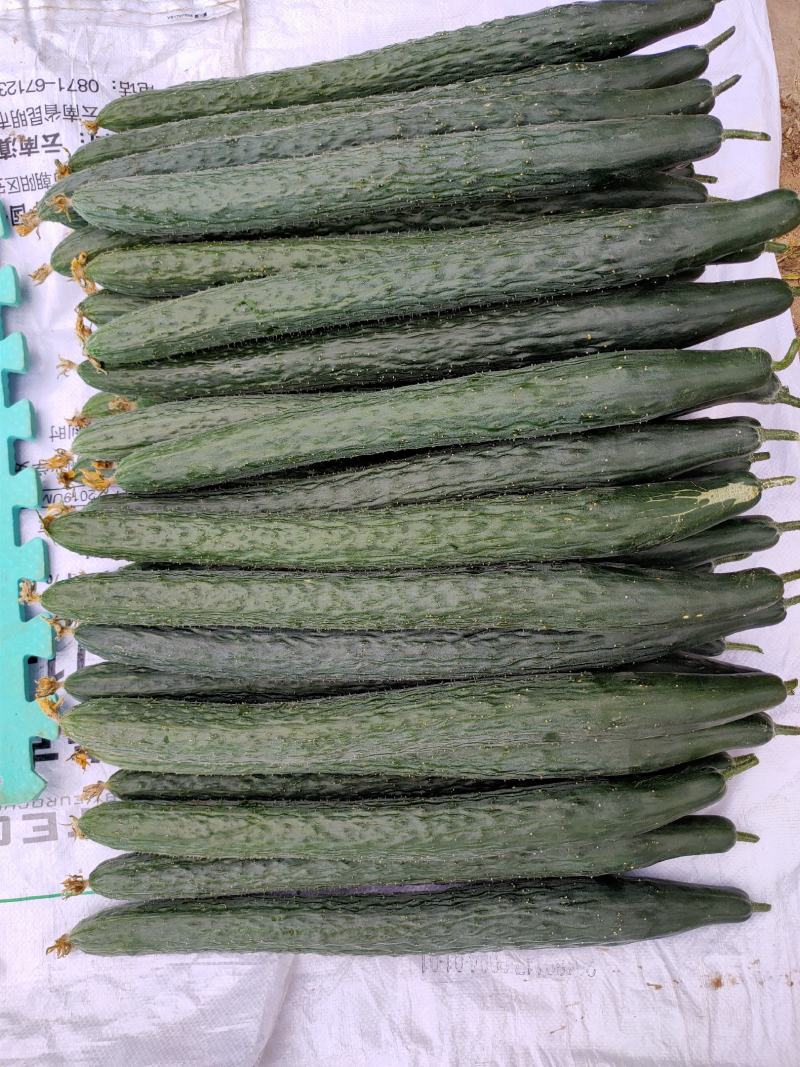 云南精品青瓜顶花带刺带粉有需要的老板可以到产地考察