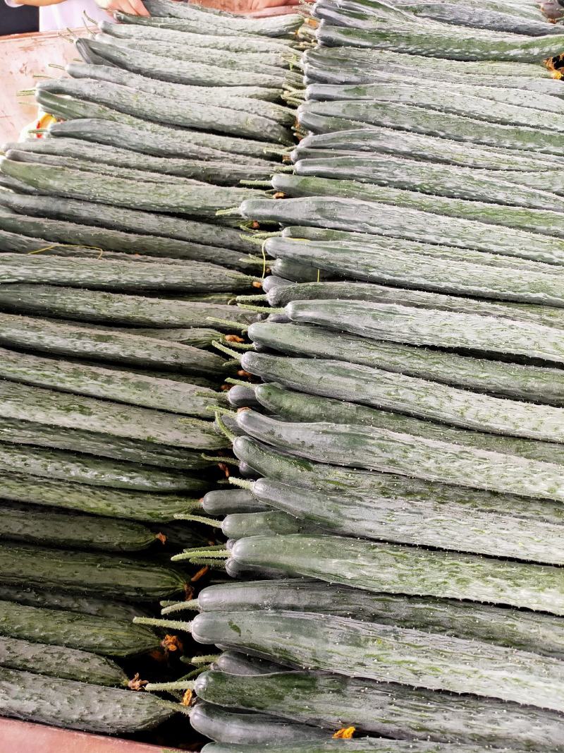 云南精品青瓜顶花带刺带粉有需要的老板可以到产地考察