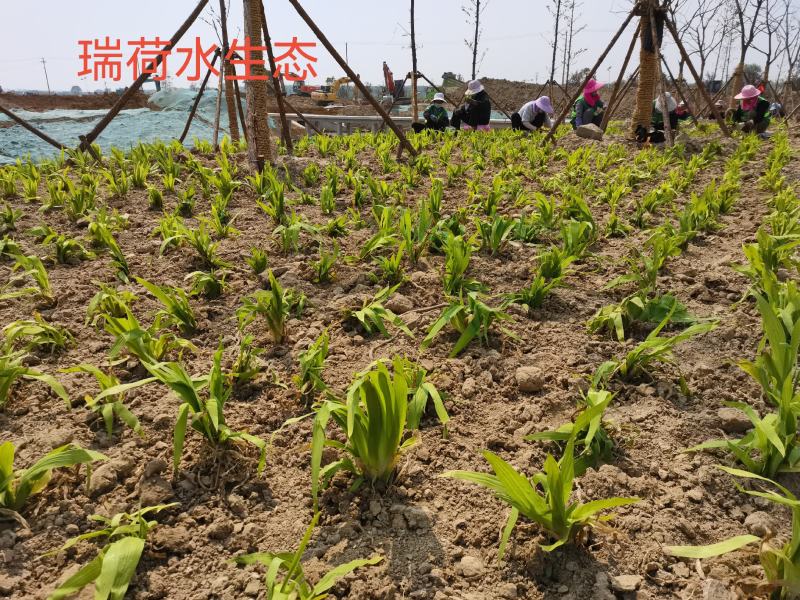 鸢尾蓝花鸢尾德国蓝花鸢尾基地自产自销保质保量
