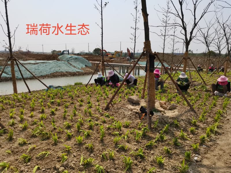 鸢尾蓝花鸢尾德国蓝花鸢尾基地自产自销保质保量