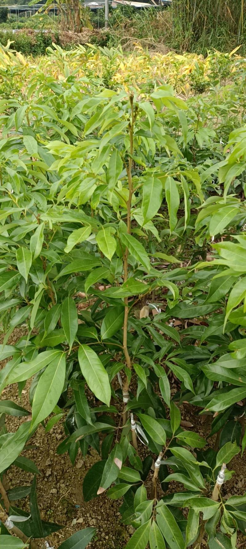 妃子笑荔枝苗